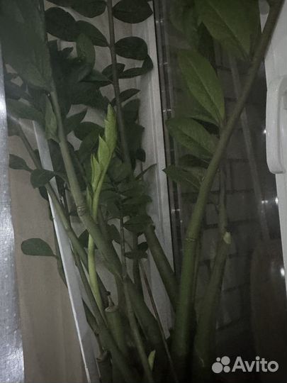 Комнатные растения цветы большие