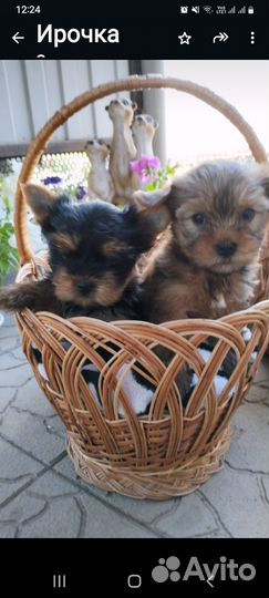 Йоркширский терьер щенки