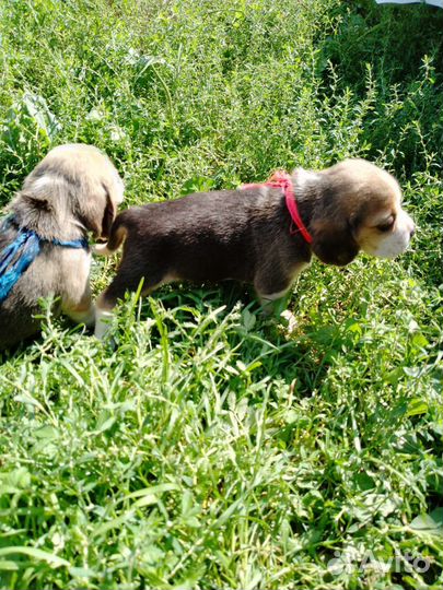 Бигль щенки