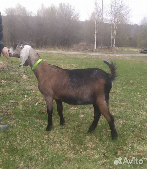 Коза, козёл нубийские