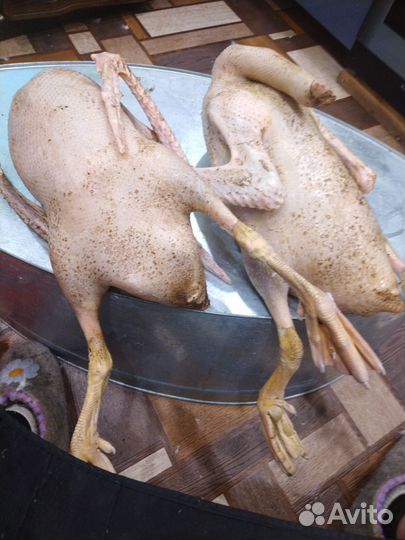 Куры бройлеры тушки мясо, уток, гусей, под заказ