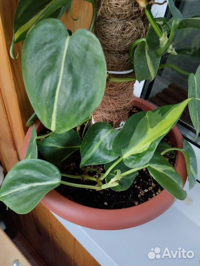 Филодендрон