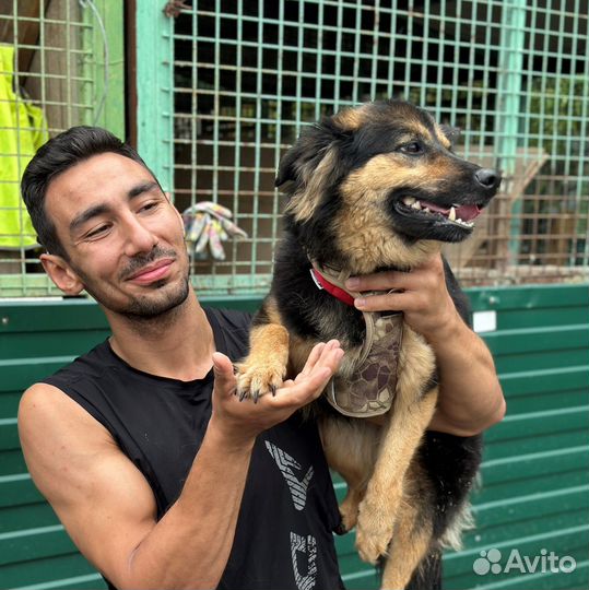Миниатюрная домашняя собачка попала в приюте