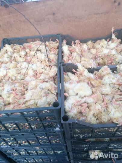 Цыплята суточные на корм