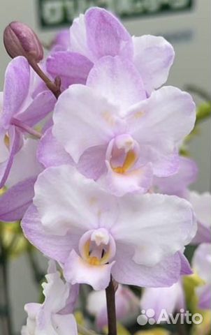 Орхидея Liu's Sakura