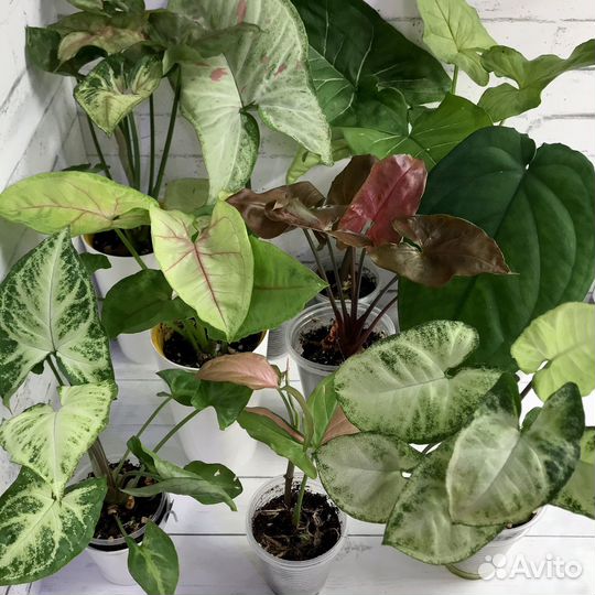 Мега-набор сингониумов + мох сфагнум в подарок