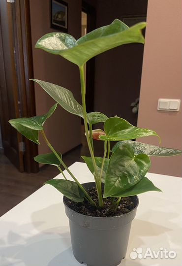 Комнатные цветы антуриум