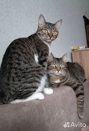Кошки в добрые руки