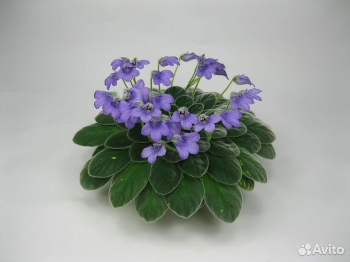 Петрокосмеи