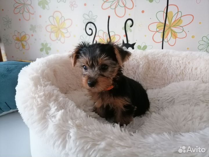 Йоркширский терьер щенок