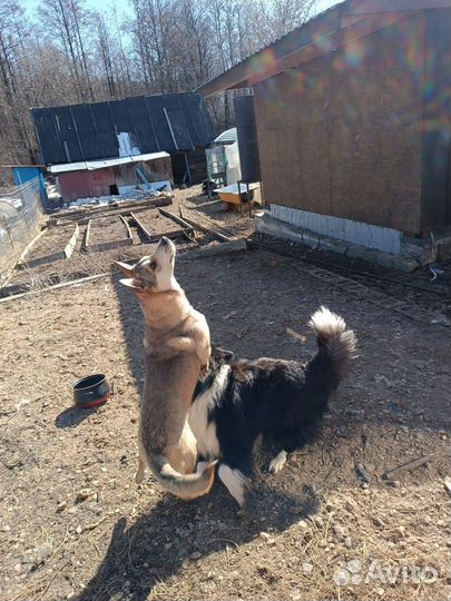 Собака в дар