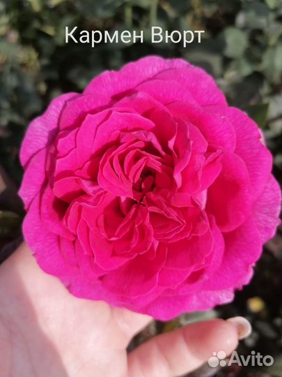 Саженцы роз