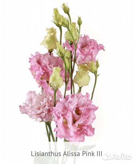 Рассада эустомы серии Alissa