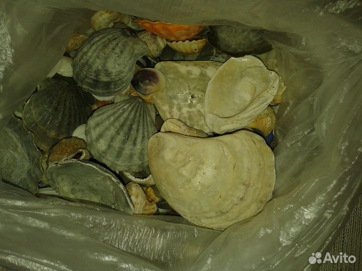 Ракушки и камни морские для аквариума