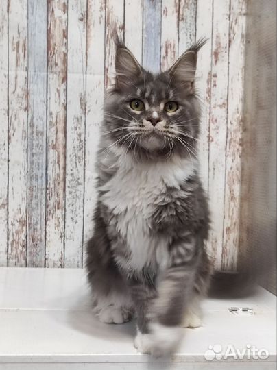 Взрослые девочки мейн-кун