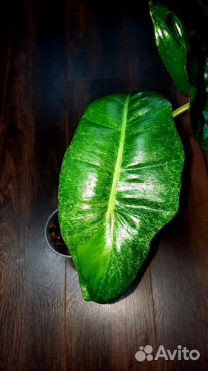Филодендроны коллекционные