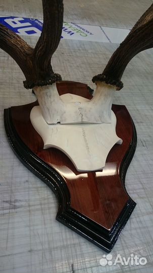 Рога изюбря