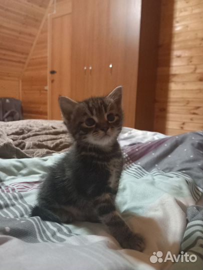 Отдам котят