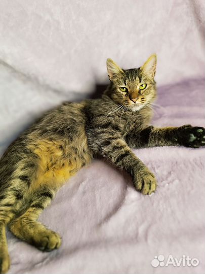 Кошка в добрые руки