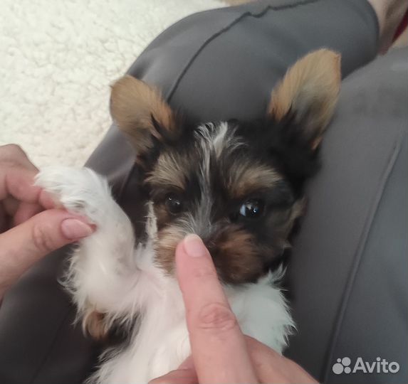 Щенки бивер йорка