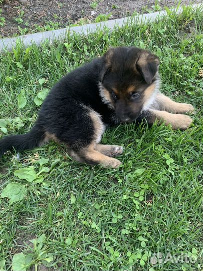 Немецкая овчарка