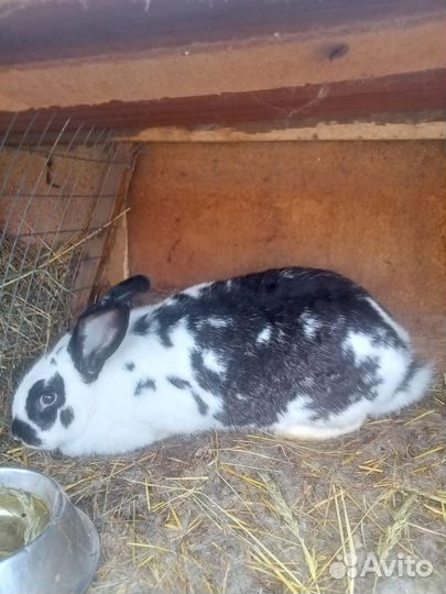 Кролики шиншилла. Белый панон. Шиншила рабочи, год