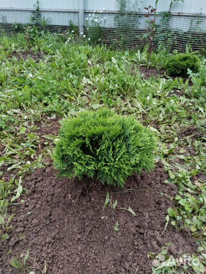 Туя шаровидная даника