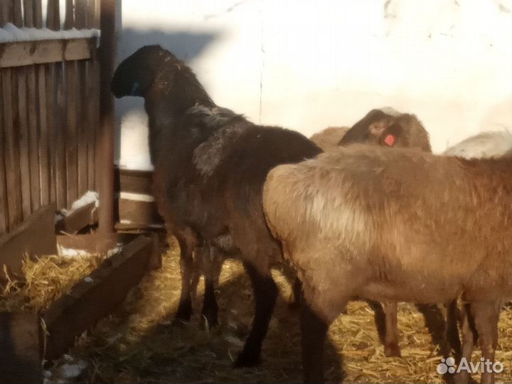 Эдильбаевские овцы