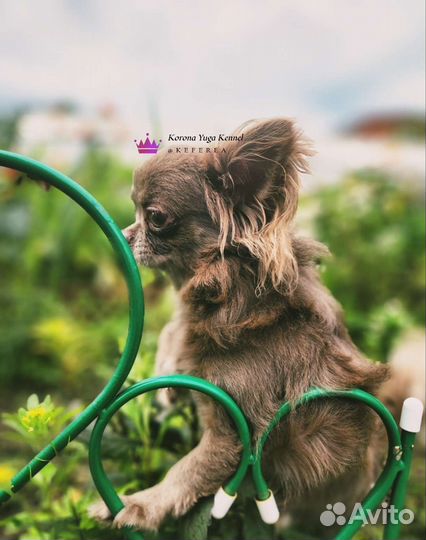 Лиловый кобель чихуахуа на вязку