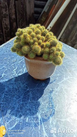 Кактусы и суккуленты