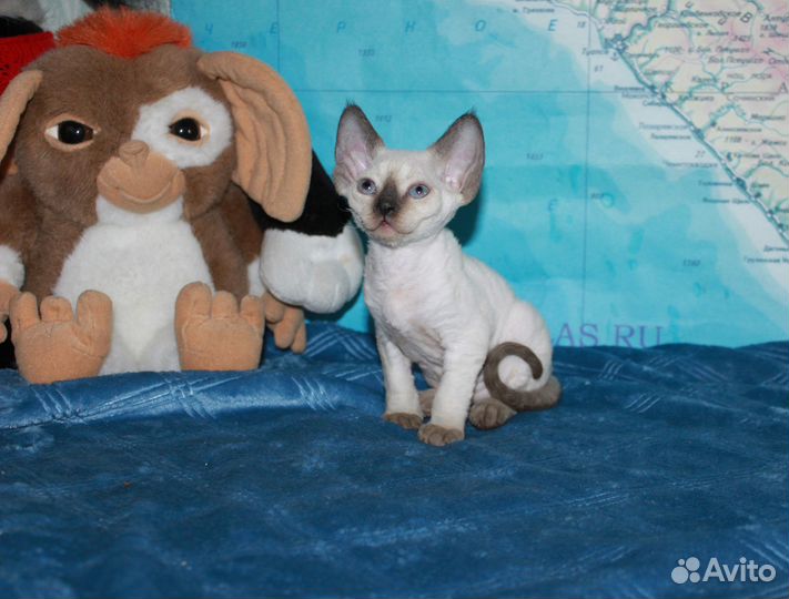 Котята девон-рекс