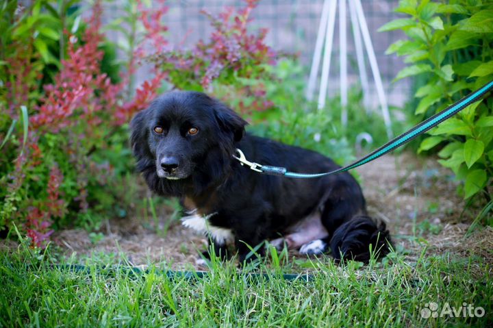 Умильнейший коротколап с задумчивым взором