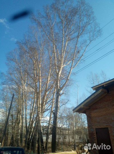 Спилим деревья
