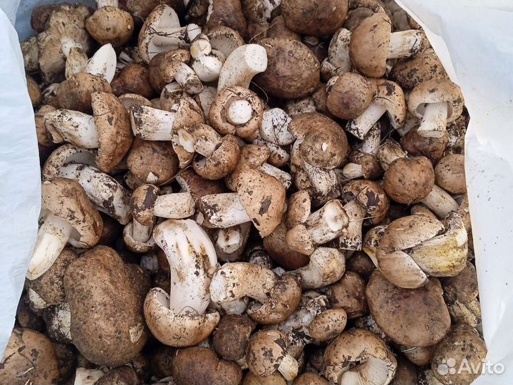 Грибы валуи