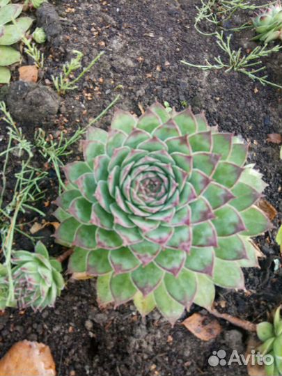 Суккуленты