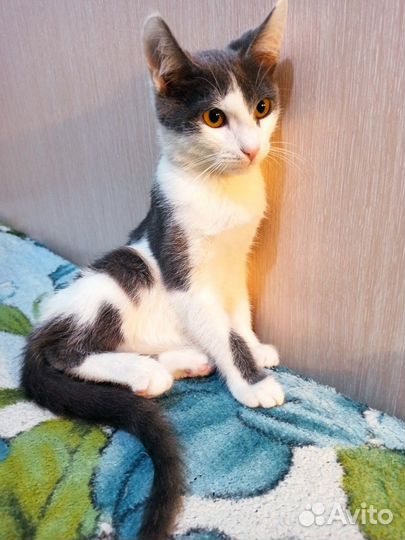 Кошка в добрые руки