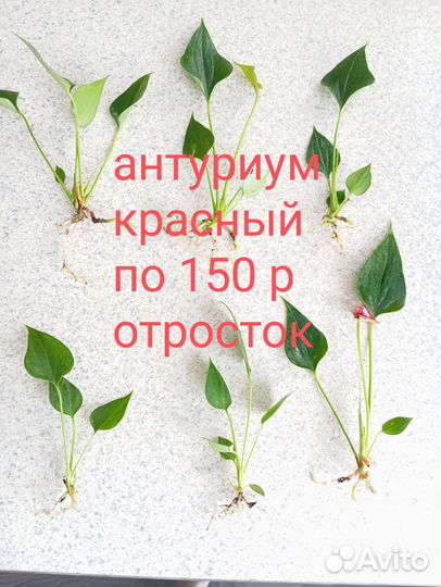 Антуриум красный