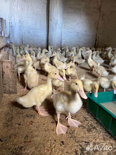 Утка стар 53