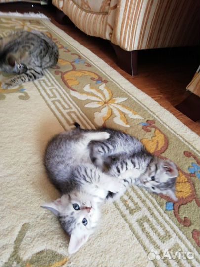 Отдам даром в добрые руки