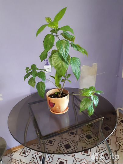 Продам китайскую розу с горшком