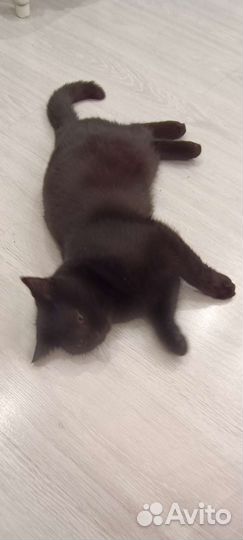 Шотландский котенок