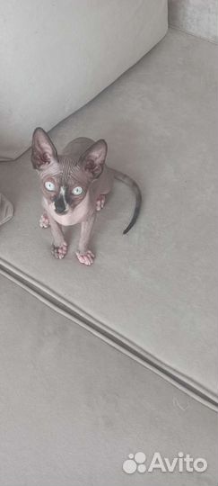 Кошечка сфинкс