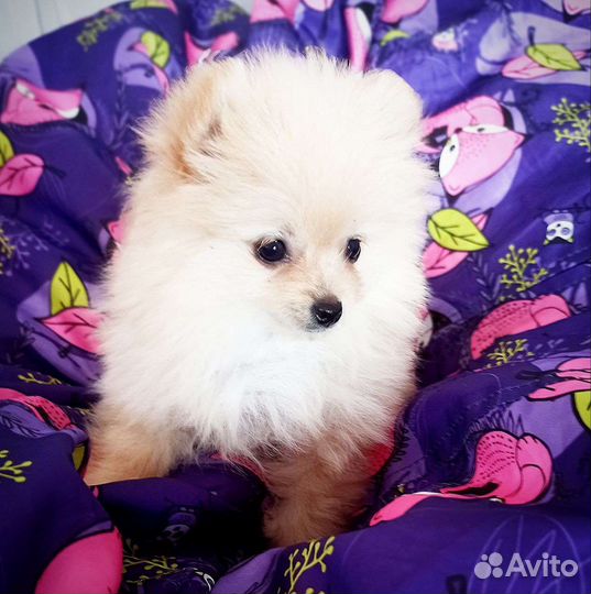 Щенки шпица