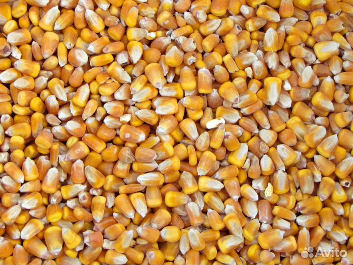 Зерно-Ячмень,Кукуруза,Шрот Подсолнечника