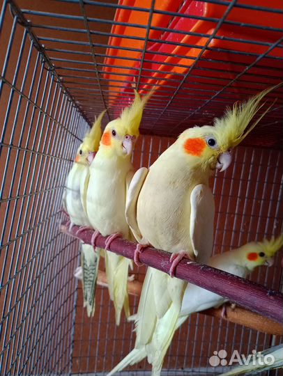 Попугаи корелла птенцы