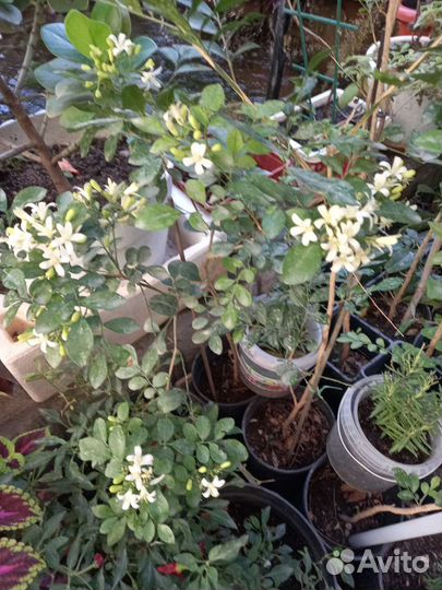 Комнатные растения цветы большие