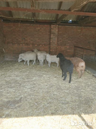 Овцы бараны ягнята