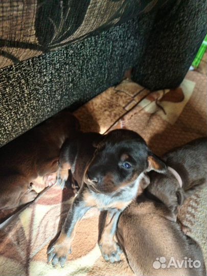 Собаки щенки Добермана