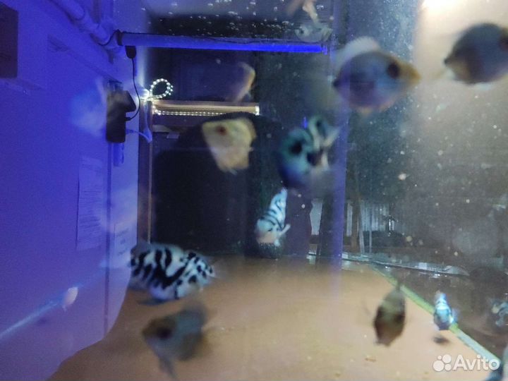 Попугайчик тигровый сапфировый Аквариумные рыбки