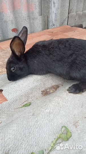 Кролики мясных пород